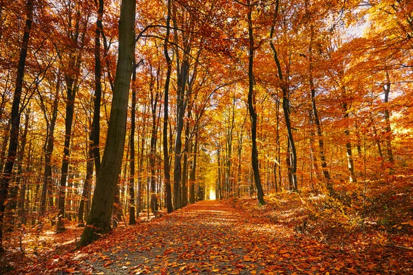 Lumineuse forêt d'automne — Photo