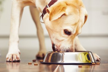 Mutfakta aç köpek