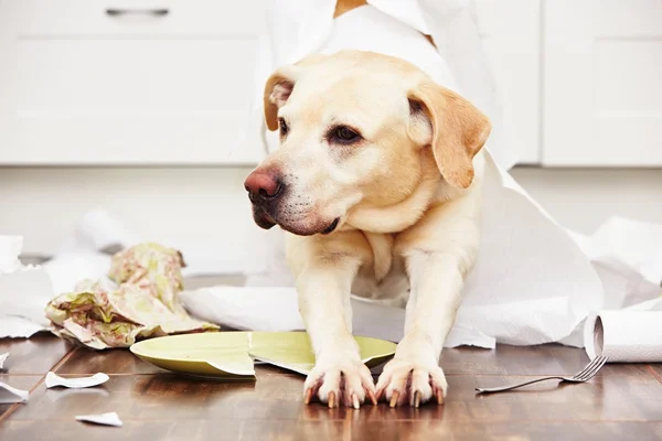 Cão safado na cozinha — Fotografia de Stock