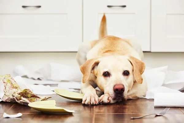 Cão safado na cozinha — Fotografia de Stock