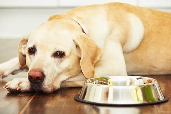 Hungry dog in the kitchen — Stock Photo, Image