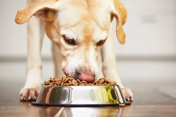 Cão faminto na cozinha — Fotografia de Stock