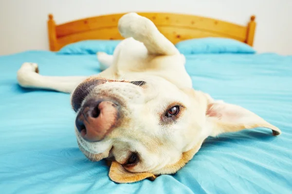 Dog is lying on the bed — Stock Photo, Image