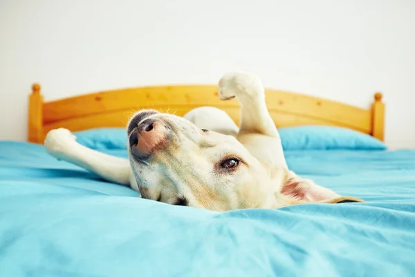 Pes leží na posteli — Stock fotografie