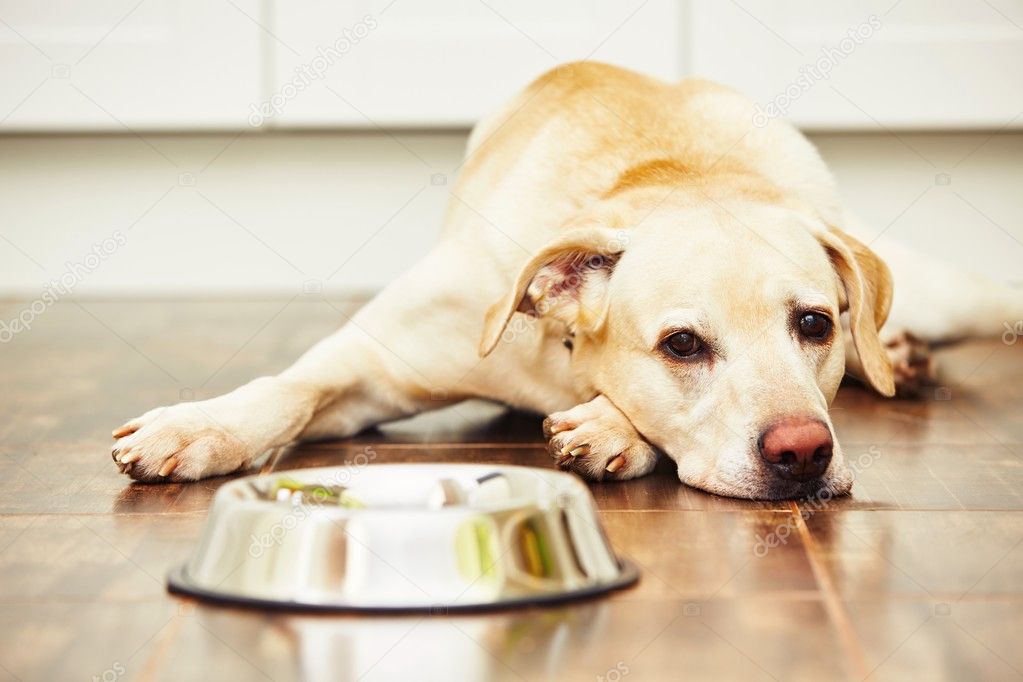 Hungry dog in the kitchen