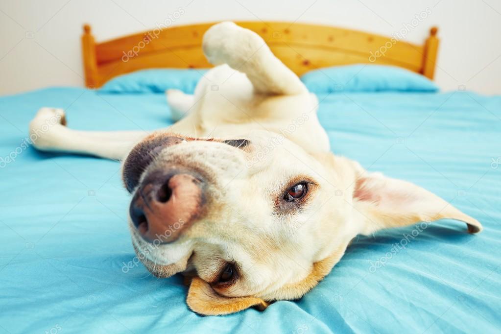 Dog is lying on the bed 