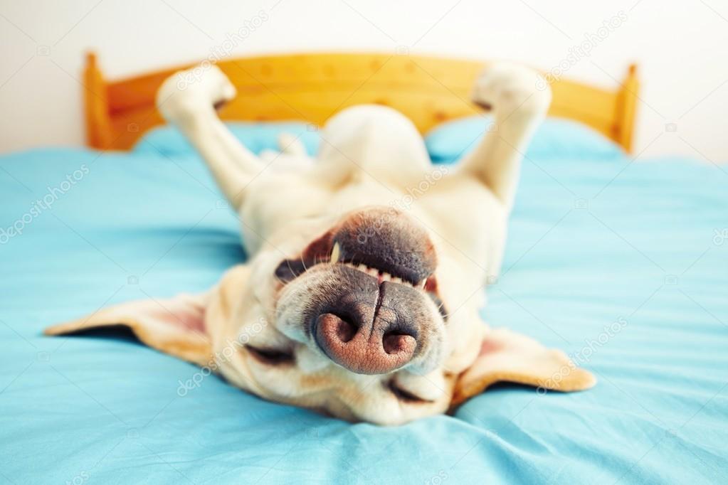 Dog is lying on the bed 