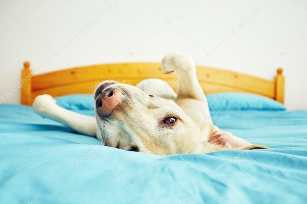 Dog is lying on the bed 