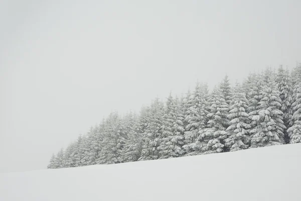 Kışın orman. — Stok fotoğraf