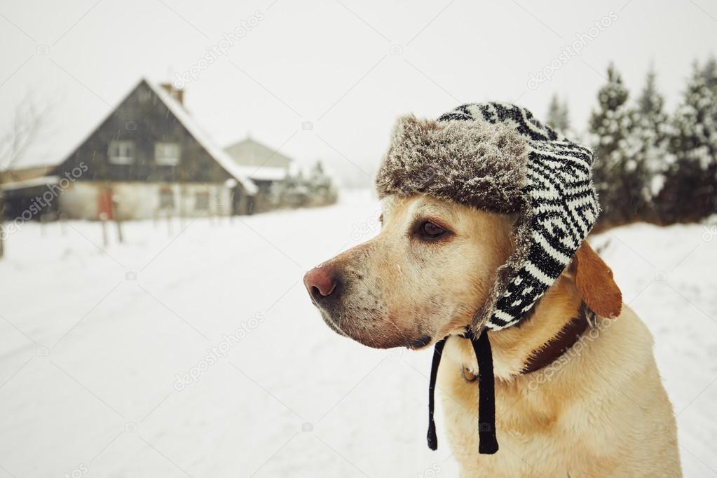Dog with cap in winter 