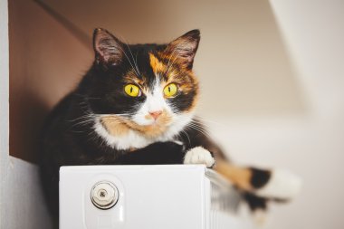 Radyatör üzerinde kedi