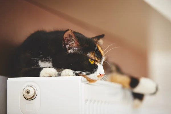 Кошка на радиаторе — стоковое фото
