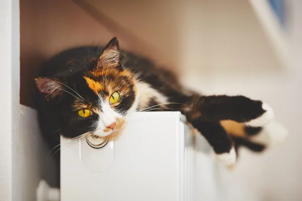 Kat op de radiator — Stockfoto