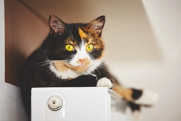 Cat on the radiator — Stock Photo, Image