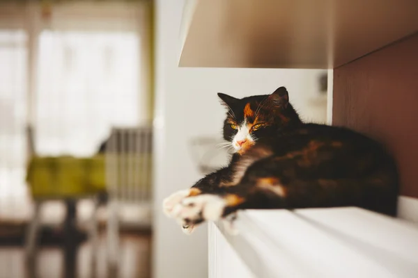 Chat sur le radiateur — Photo