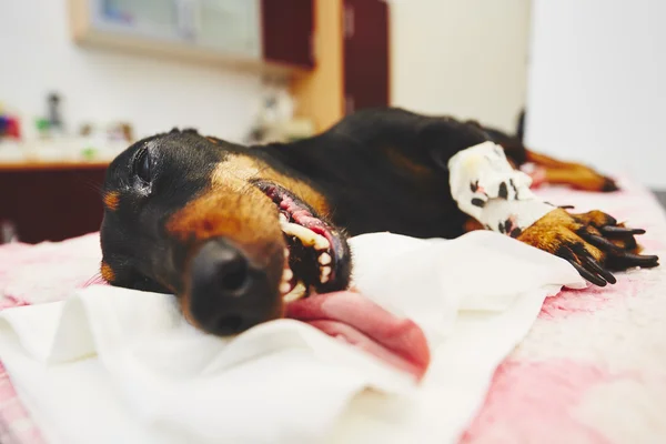 Sick dog in the veterinary clinic — Stock Photo, Image