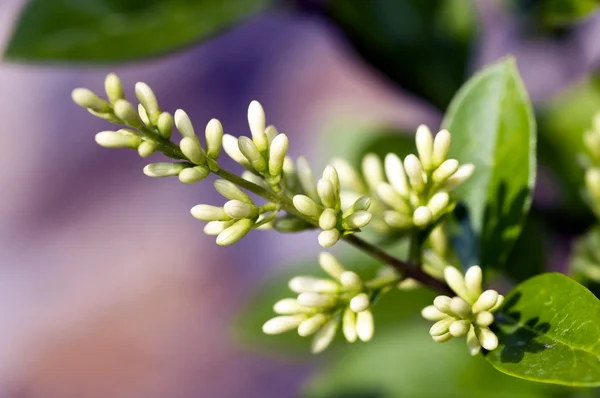 Ligustrum vulgare wilde Ligusterblüte — Stockfoto