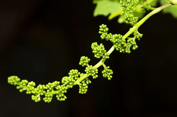 Blomning av en grapevine — Stockfoto