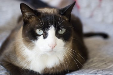 Huysuz-cins Siyam kedisi