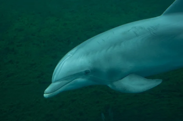 Dolphin in the aquarium — Stock Photo, Image