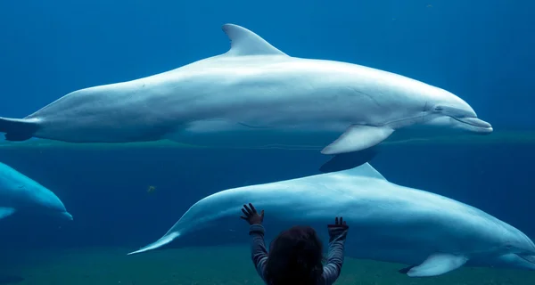 Child watching a dolphin — Stock Photo, Image