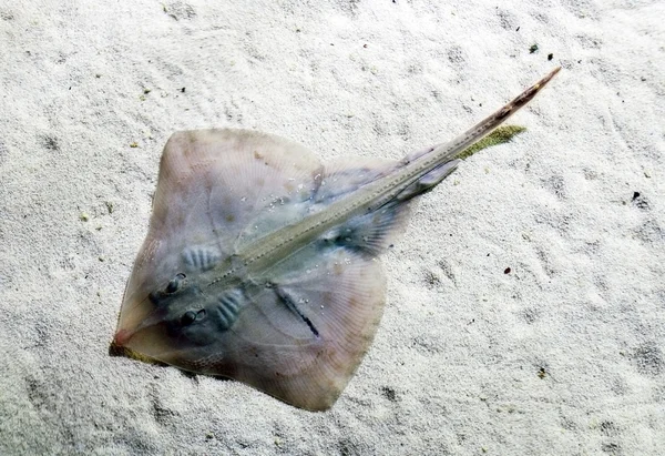 Stingray swimming over the sandy sea bottom — Stock Photo, Image