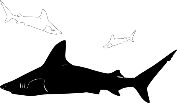 Shark underwater — Stock Vector