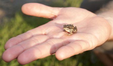 Kurbağa üstünde palmiye