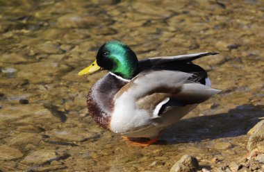 suda ayakta orada yeşilbaş ördek