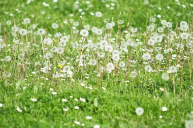  dandelions alanıyla