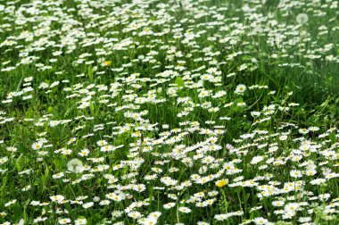 bir alan papatya dolu