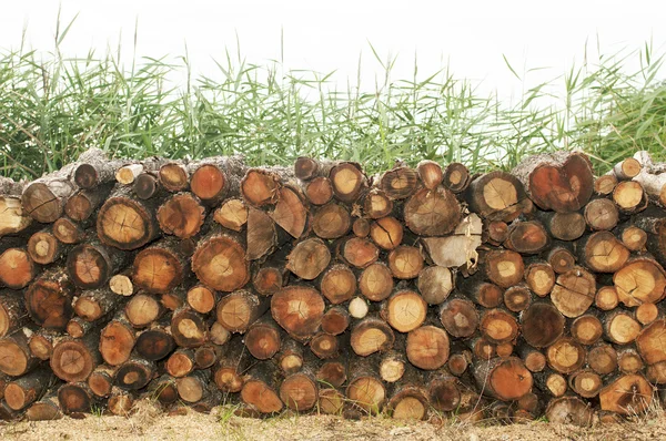 Trunk in a pile waiting cutting — Stock Photo, Image