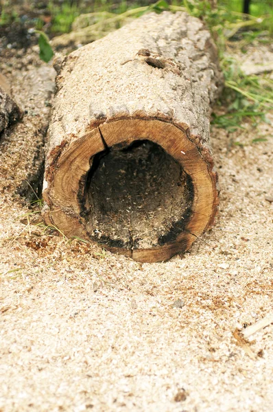 Üreges fa fekve a fűrészpor — Stock Fotó