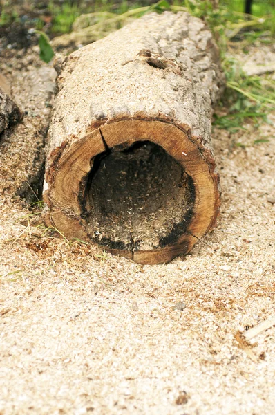 Árbol hueco que yace en el aserrín —  Fotos de Stock