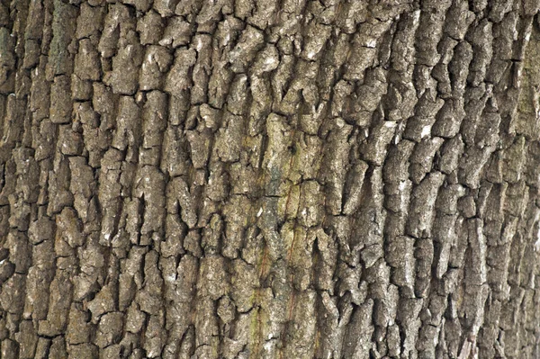 Albero corteccia struttura in legno — Foto Stock