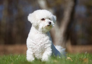Bichon Frise köpek açık havada doğa içinde