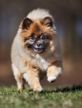 Açık havada doğa Pomeranian köpek