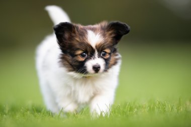Genç papillon köpek yavrusu