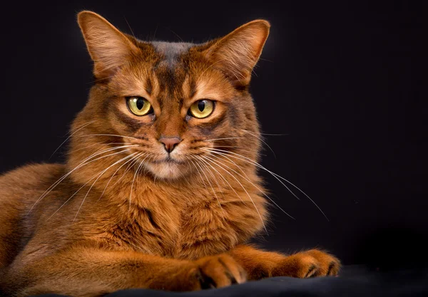 Gato somalí de raza pura — Foto de Stock