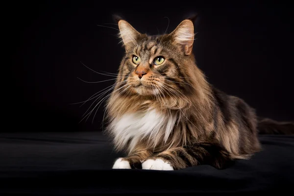 Maine Coon gato — Foto de Stock