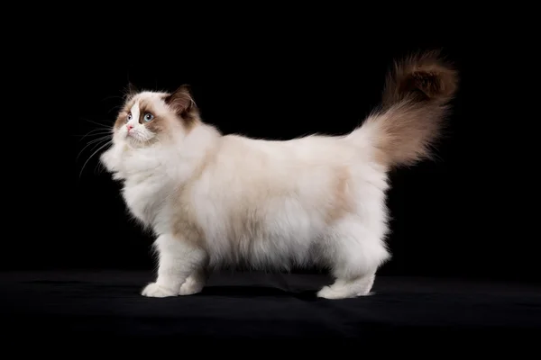 Purebred ragdoll cat — Stock Photo, Image