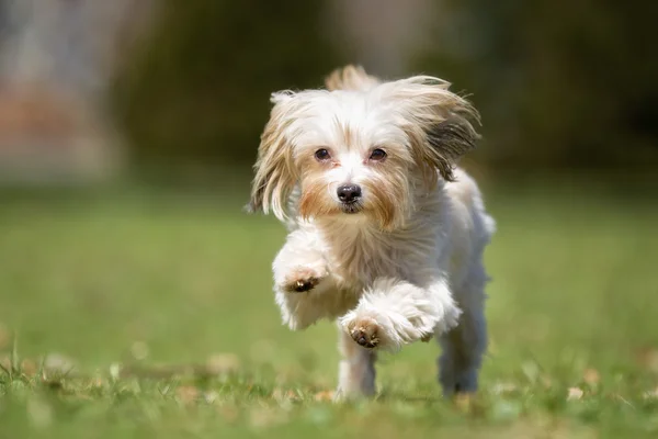 Perro corriendo al aire libre en la naturaleza — Foto de Stock