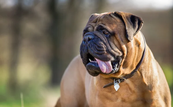 Dog outdoors in nature — Stock Photo, Image