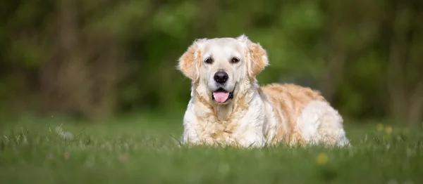 Золотий ретрівер собака на відкритому повітрі в природі — стокове фото