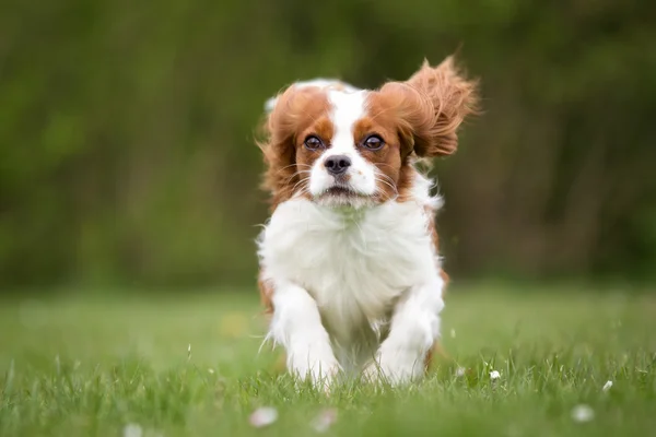 Cavalier King Charles Spaniel perro al aire libre en la naturaleza — Foto de Stock