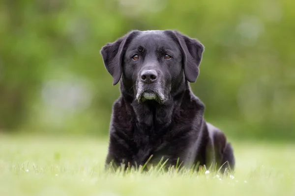 Köpek açık havada doğa içinde — Stok fotoğraf