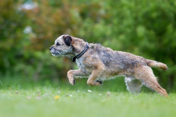 屋外自然の中を走っている犬 — ストック写真