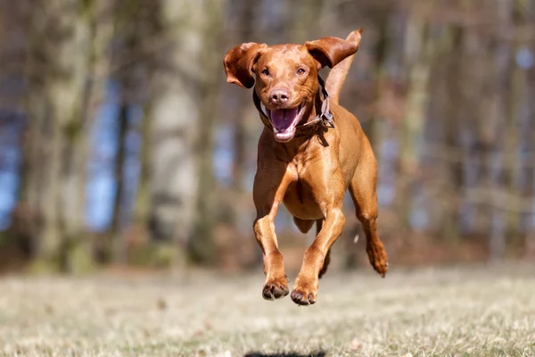 Kooikerhondje câine în aer liber în natură — Fotografie, imagine de stoc