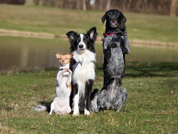 Tre cani all'aperto in natura — Foto Stock