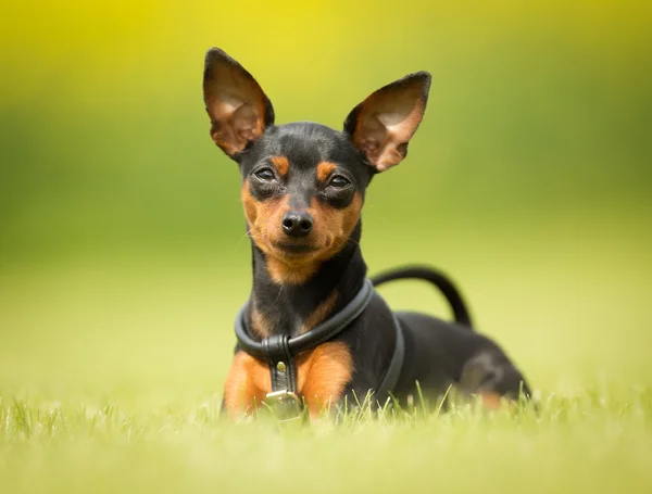 Cão ao ar livre na natureza — Fotografia de Stock